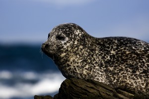 Seal - Selur  
