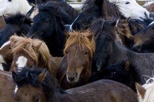 Hestar - Horses    